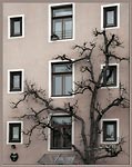 Дерево и окна